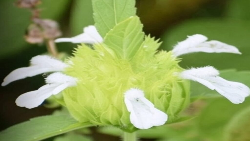 Ayurveda-for-Health-image-Social-Media