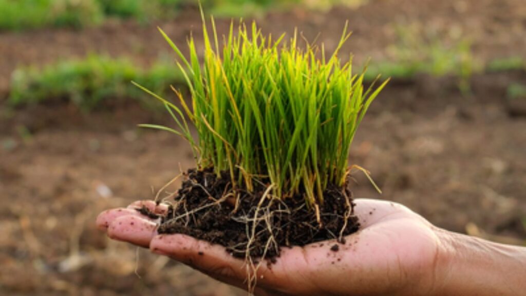 Ayurveda-for-Health-image-Social-Media