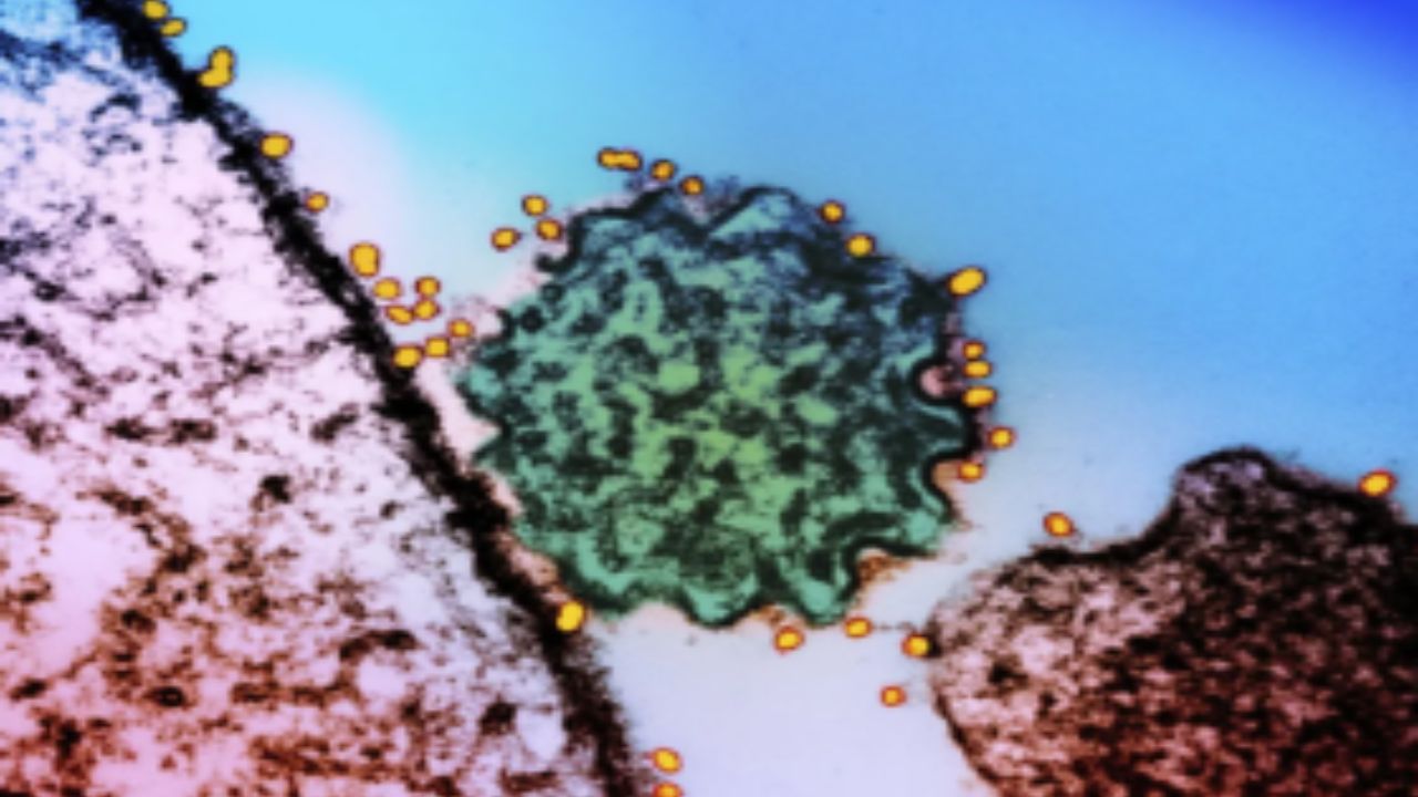 Nipah Virus (image Social MediaI).jpg