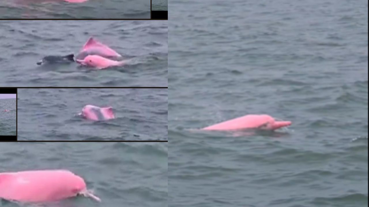 pink dolphin (image Social Media).jpg